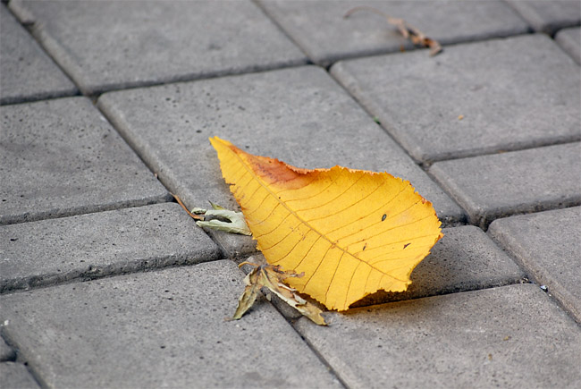 photo "***" tags: landscape, autumn