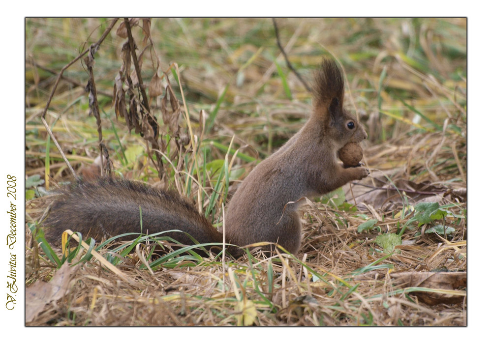 photo "***" tags: nature, wild animals