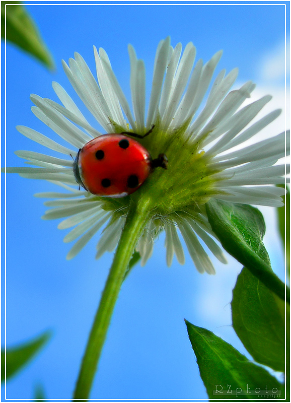 photo "under the sun" tags: nature, flowers, insect