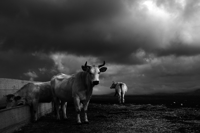 photo "Cows to the water" tags: landscape, black&white, 