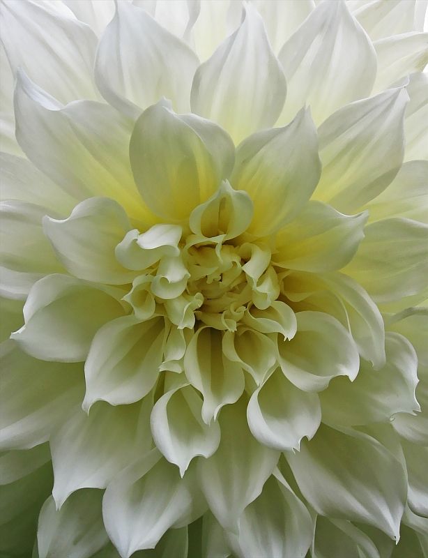 photo "Dahlia" tags: nature, 