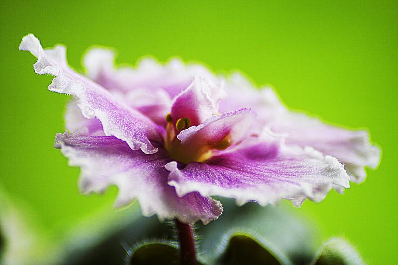 photo "***" tags: nature, flowers