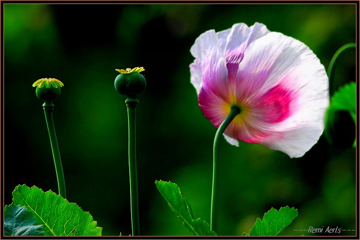 photo "puppy" tags: nature, macro and close-up, flowers