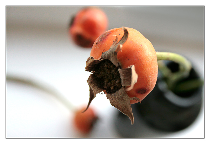 photo "rose" tags: , 