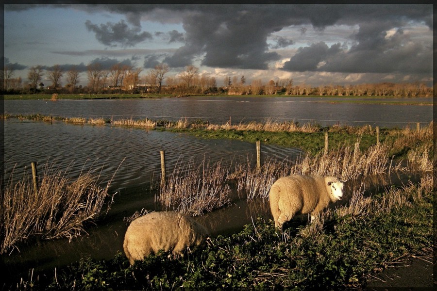photo "sheeps on the water.Belgium(Fintele)." tags: landscape, water