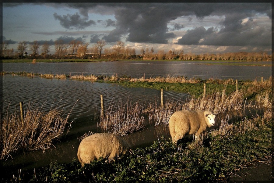 photo "sheeps on the water.Belgium(Fintele)." tags: landscape, water