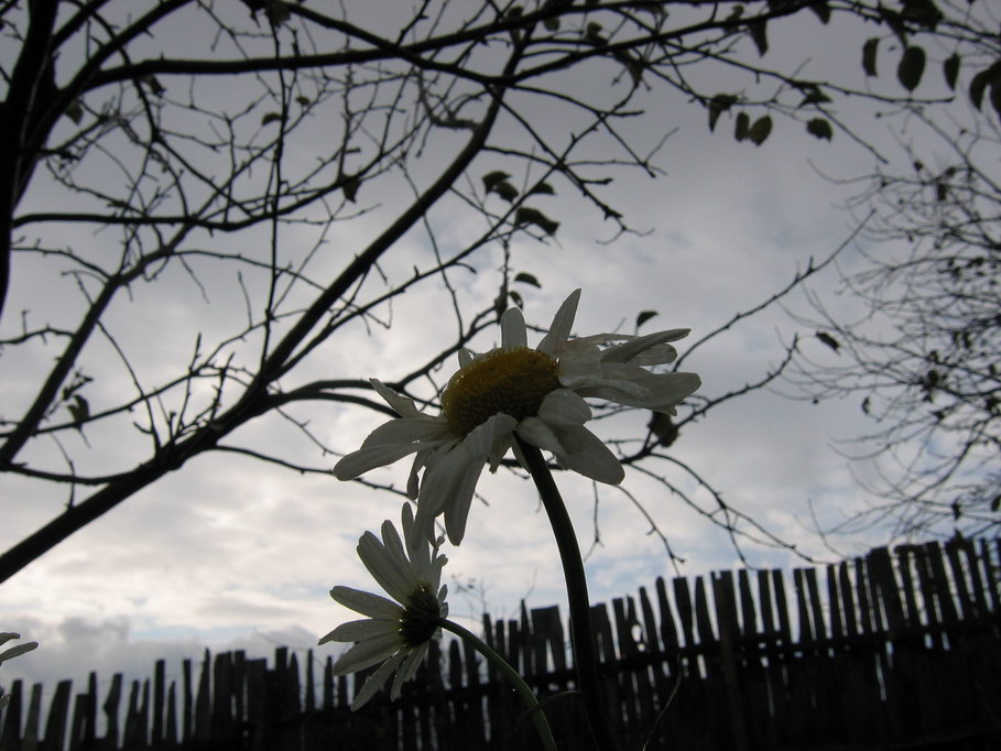 photo "***" tags: nature, landscape, autumn, flowers