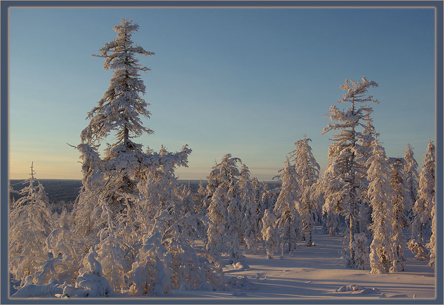 photo "***" tags: landscape, forest, winter