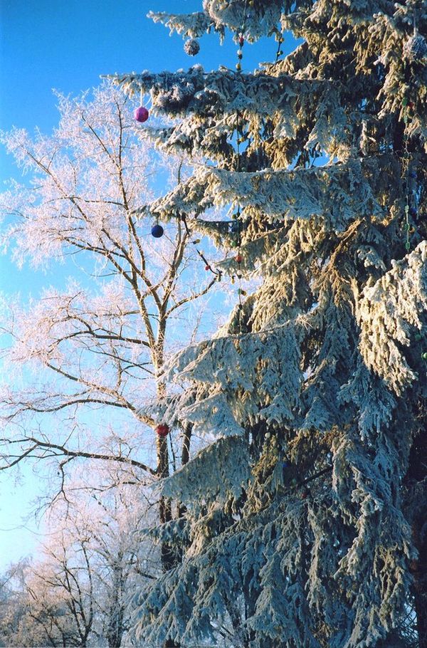 photo "***" tags: landscape, forest