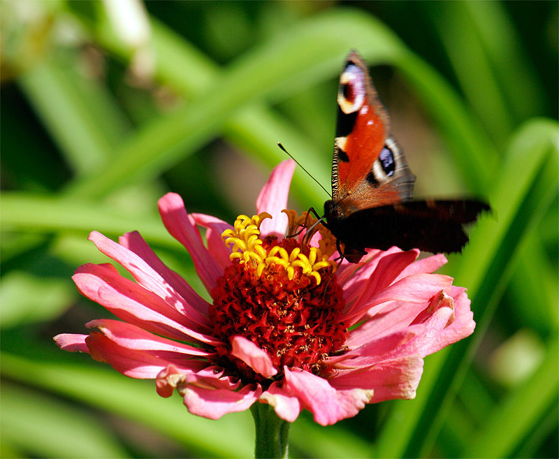 photo "flap" tags: nature, flowers, insect