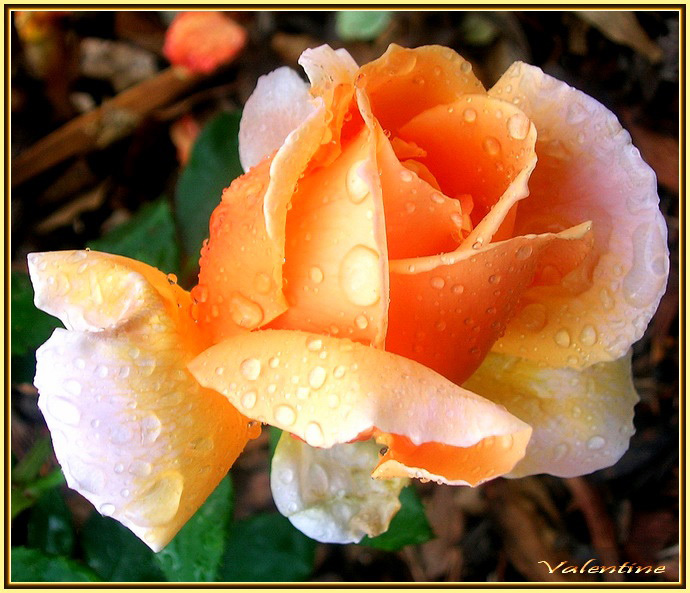 photo "***" tags: nature, flowers