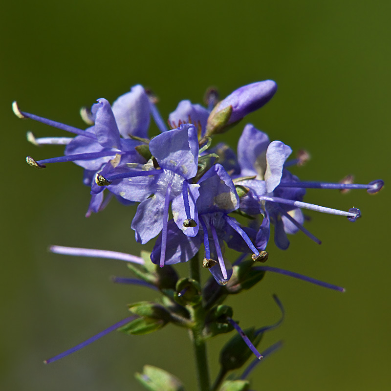 photo "***" tags: nature, macro and close-up, flowers