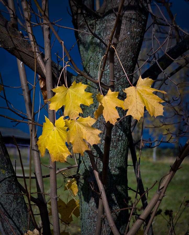 фото "Клён" метки: природа, 