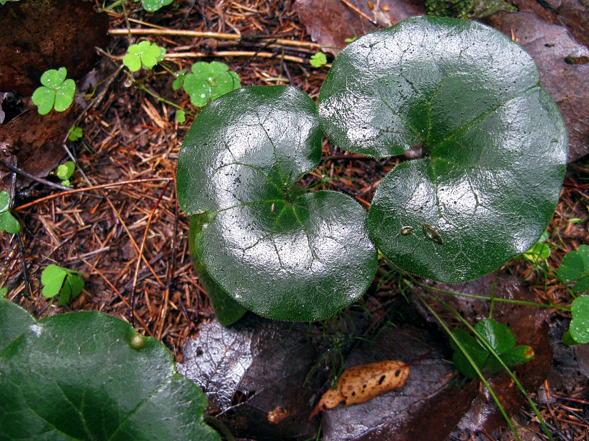 photo "Rain in forest" tags: landscape, macro and close-up, forest