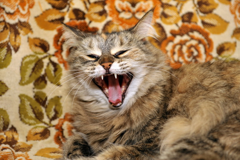 фото "Страшнее кошки - зверя нет!" метки: природа, домашние животные