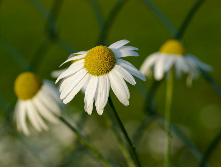 фото "Three sisters" метки: природа, цветы