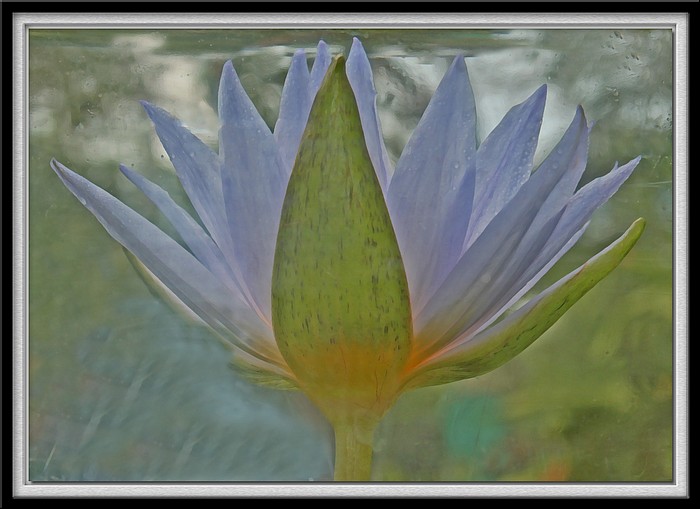 photo "Underwater Lily" tags: nature, flowers
