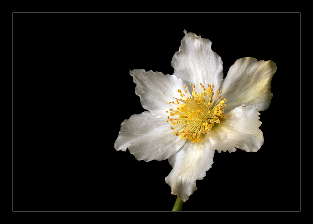 фото "rose" метки: природа, цветы