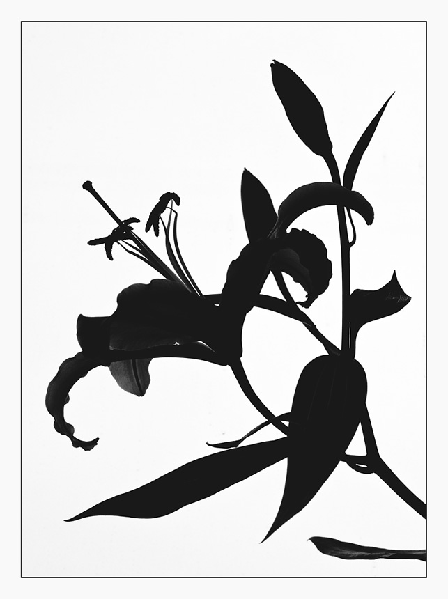 photo "The tracery" tags: nature, black&white, flowers