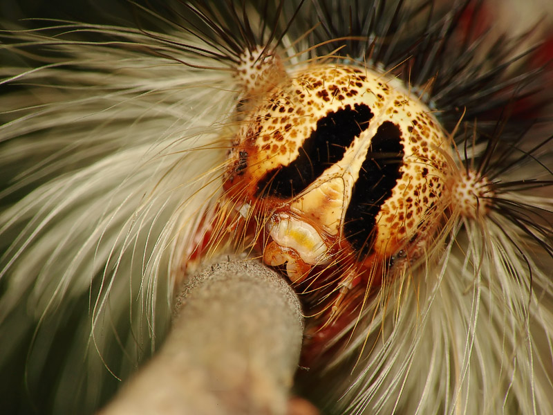 фото "The Face" метки: природа, макро и крупный план, насекомое