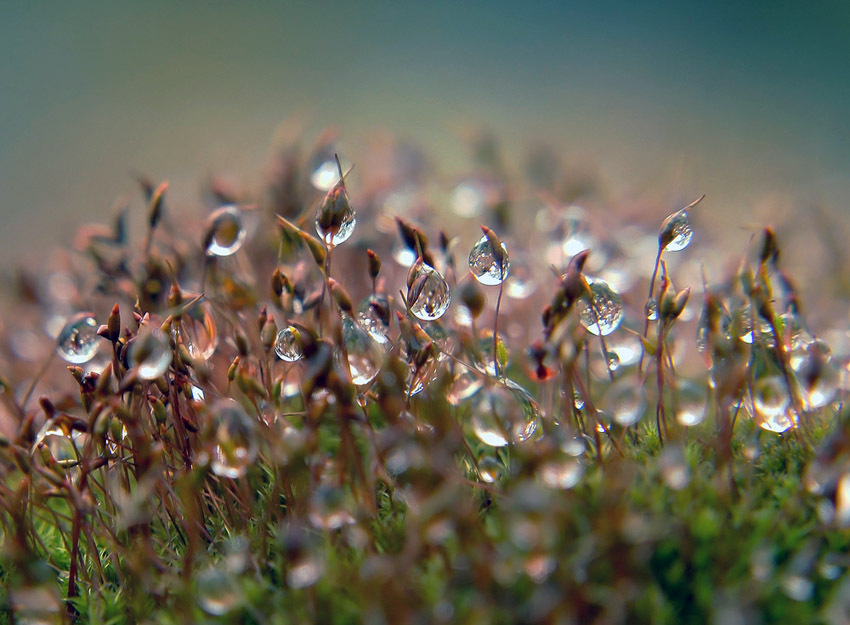 photo "***" tags: nature, macro and close-up, flowers