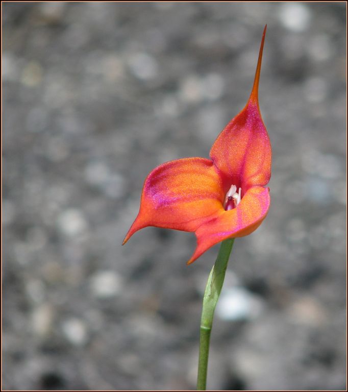 photo "Masdevallia Orchid" tags: nature, macro and close-up, flowers