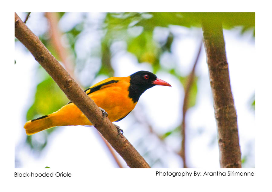 photo "Black-hooded Oriole" tags: nature, wild animals