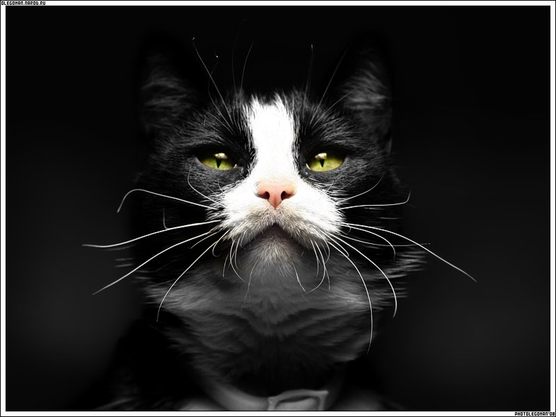 photo "Black CAT ..." tags: nature, pets/farm animals
