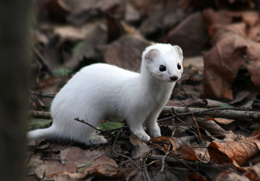 photo "***" tags: nature, wild animals