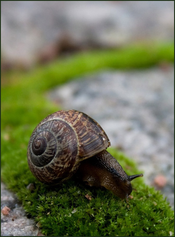 photo "Green road" tags: nature, insect