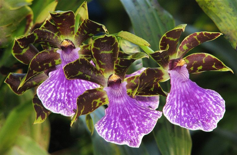 photo "Zygopetalum Orchid 'Arthur Elle'" tags: nature, flowers