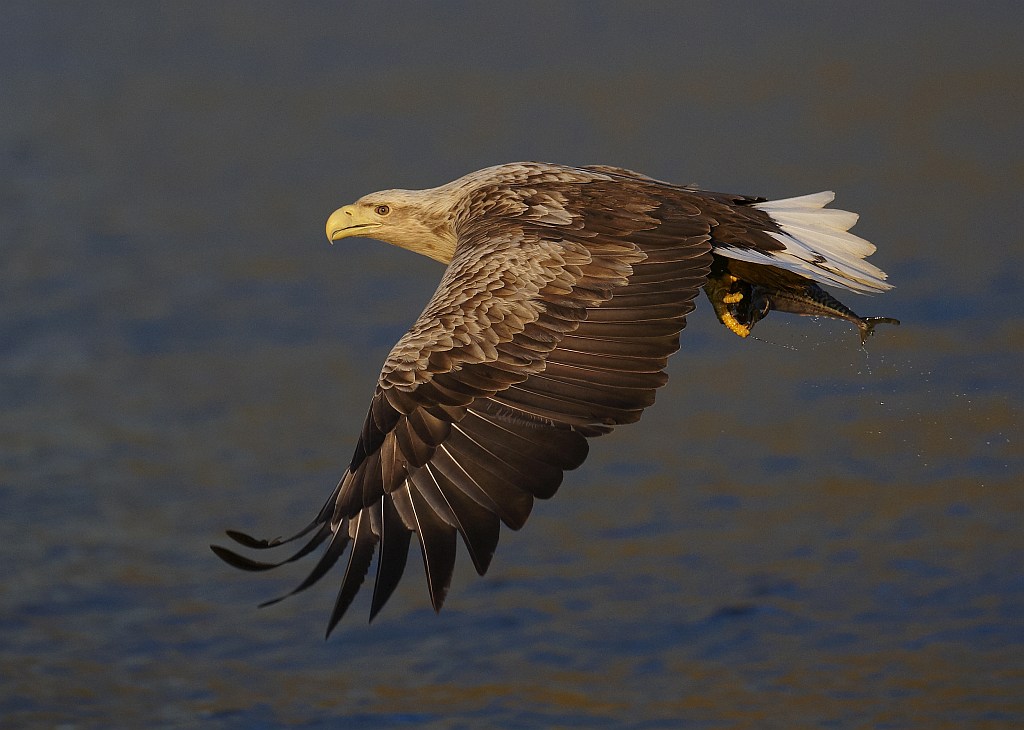 photo "In to the sunset." tags: nature, wild animals