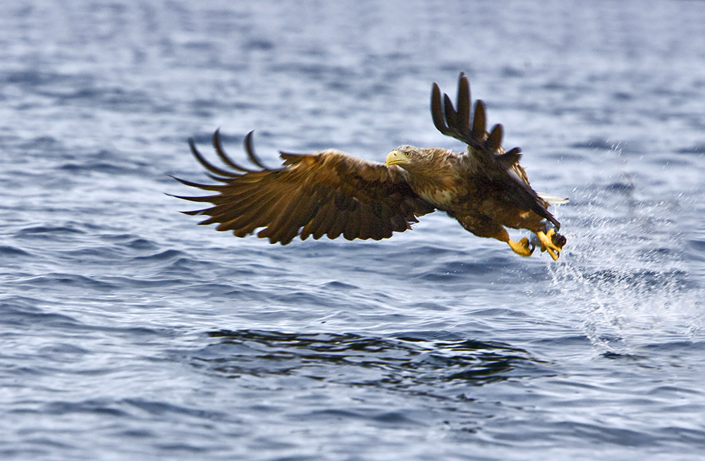 photo "Dinner is served...." tags: nature, landscape, water, wild animals