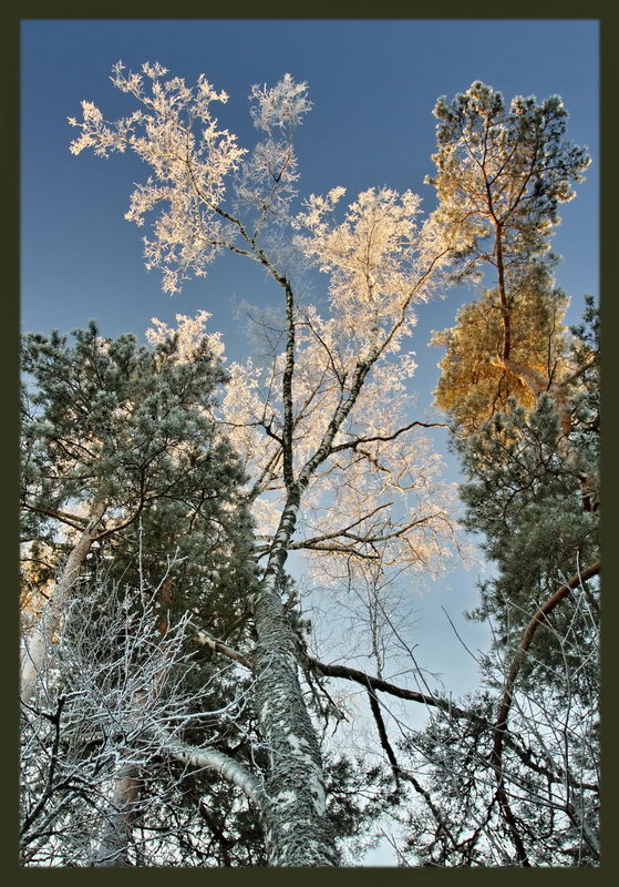 фото "***" метки: пейзаж, зима, лес