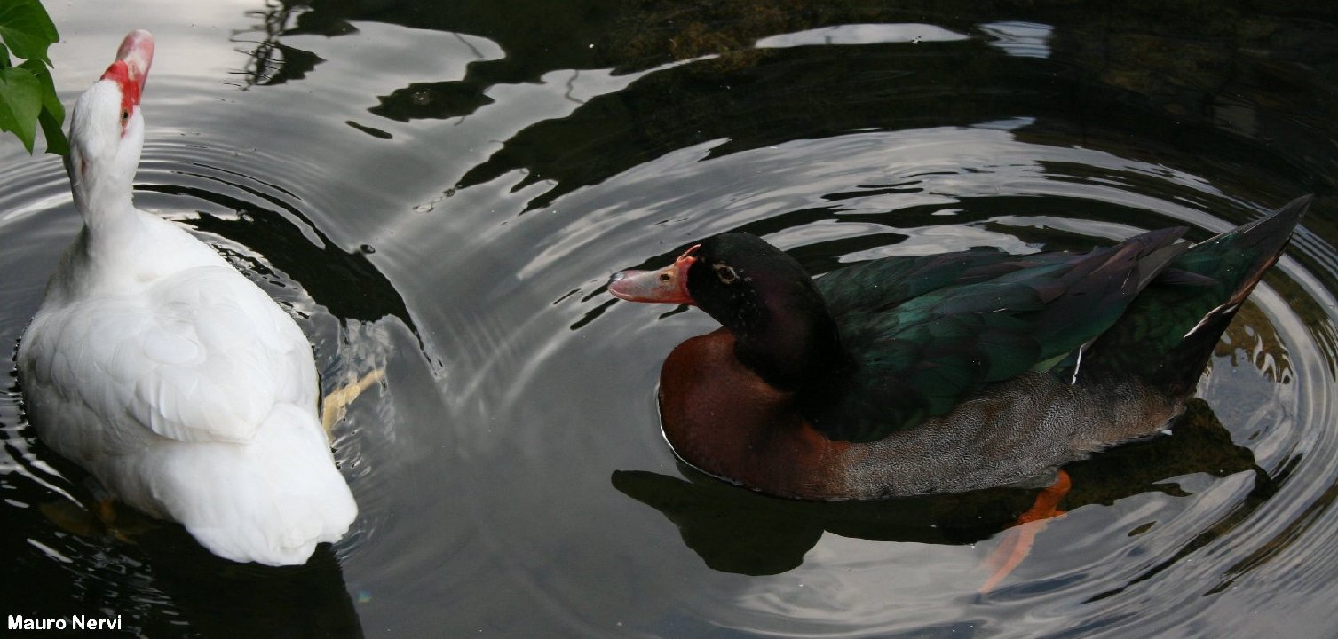 фото "speaking in the water" метки: природа, домашние животные