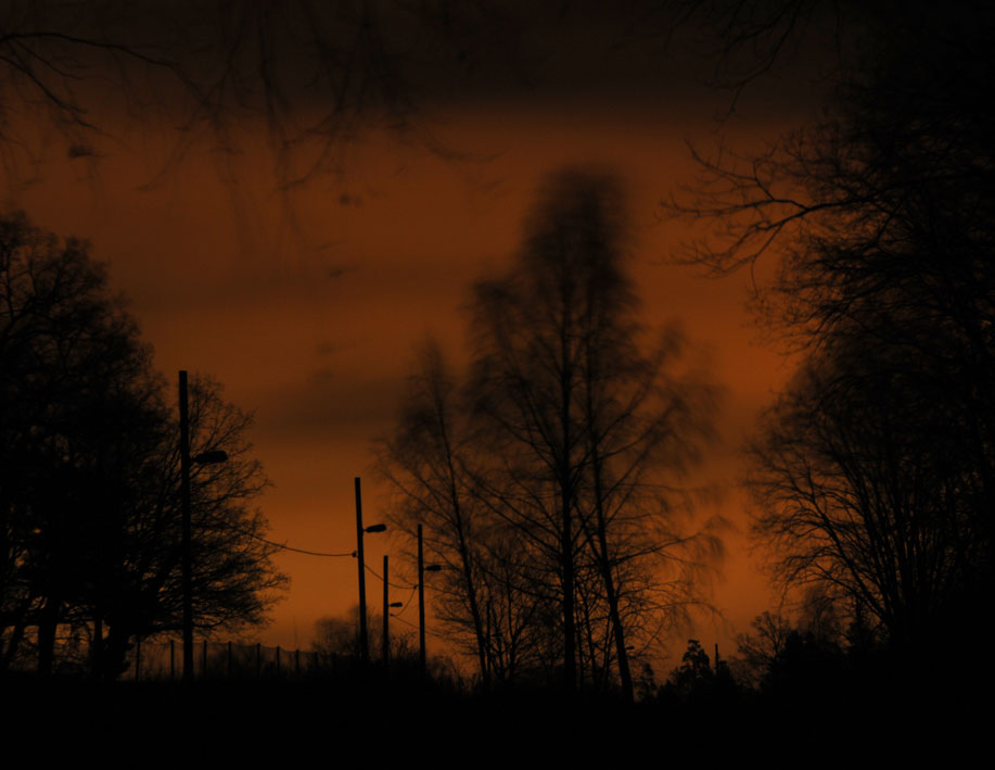 photo "Lovely night" tags: landscape, forest