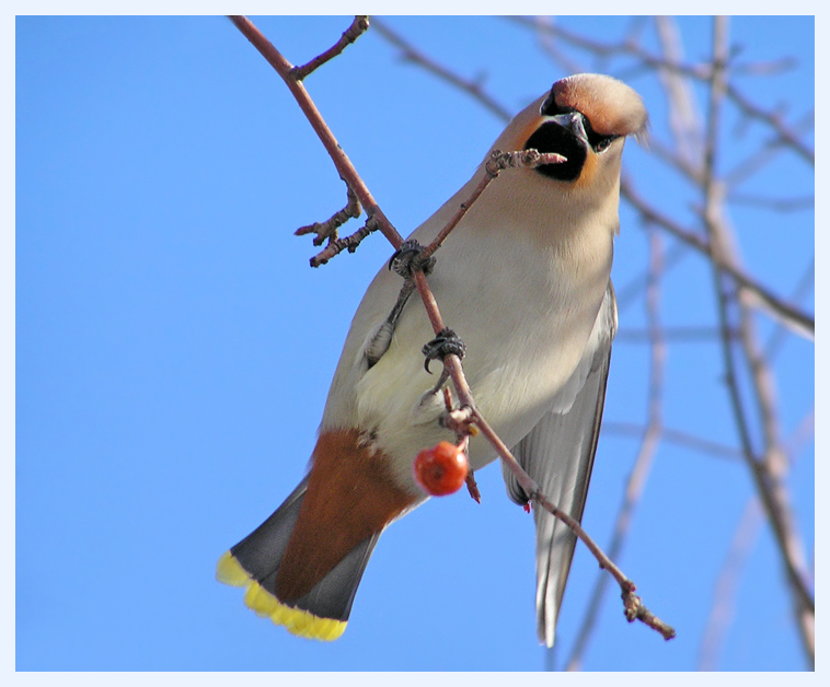 photo "Singer" tags: nature, wild animals