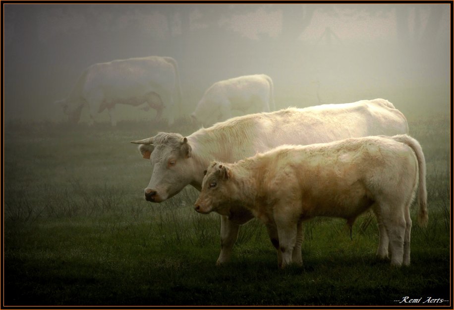 фото "cattle in the fog" метки: природа, пейзаж, домашние животные, осень