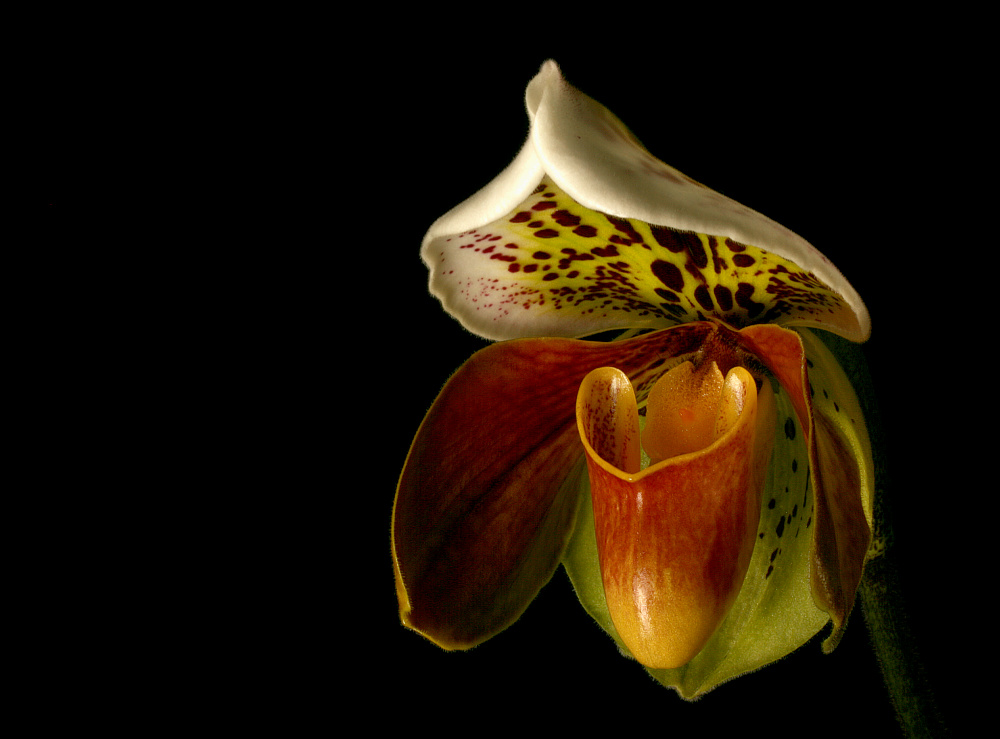 фото "Cypripedium" метки: природа, цветы