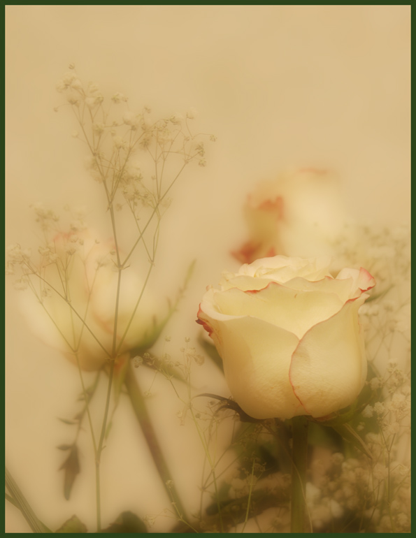 photo "Soft rose" tags: still life, nature, flowers