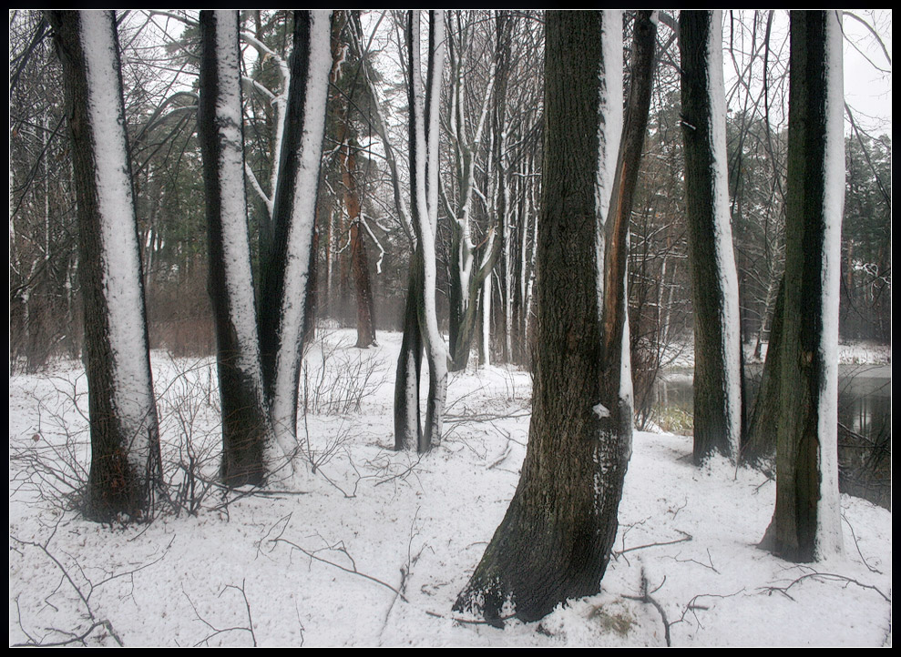 фото "призраки зимы" метки: пейзаж, зима, лес