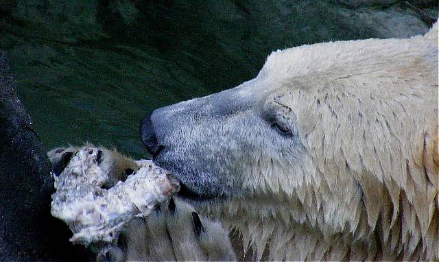 photo "Polar bear." tags: nature, wild animals