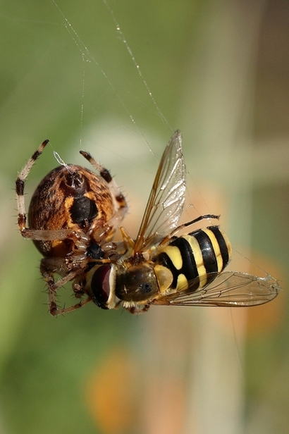 photo "***" tags: nature, insect