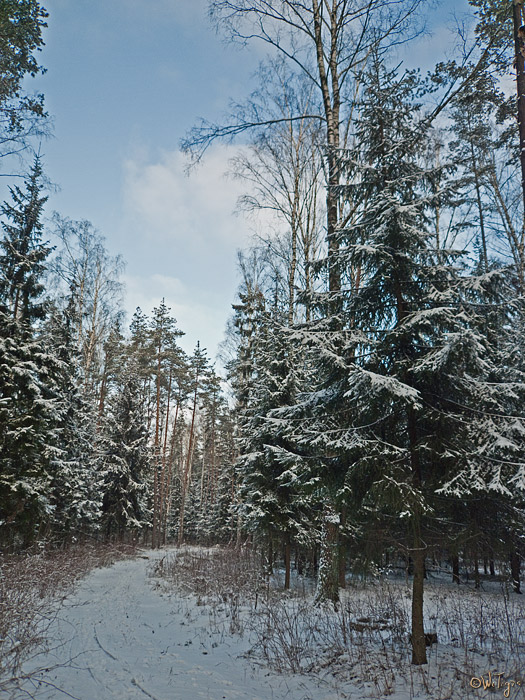 photo "Roads in New Year" tags: landscape, forest, winter