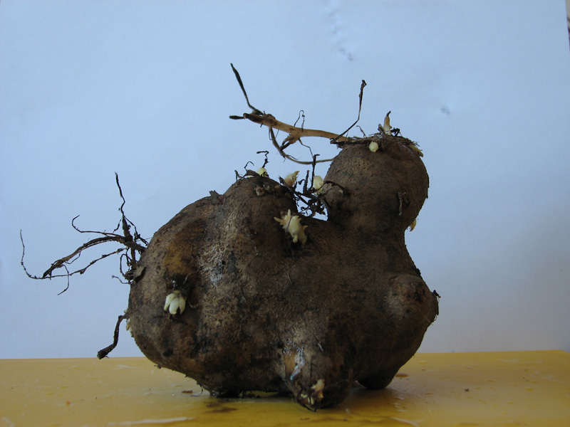 фото "Картошка в растрёпанных чувствах" метки: природа, юмор, цветы