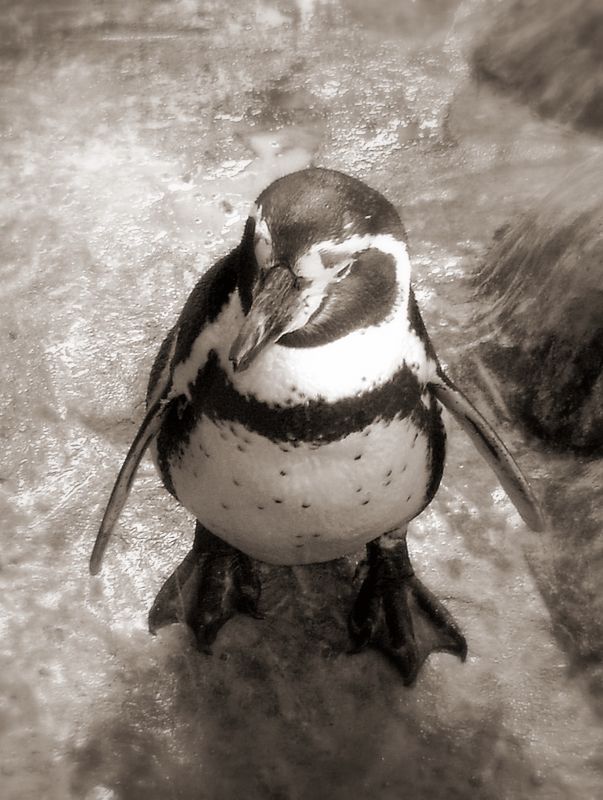 фото "пингвин" метки: природа, 