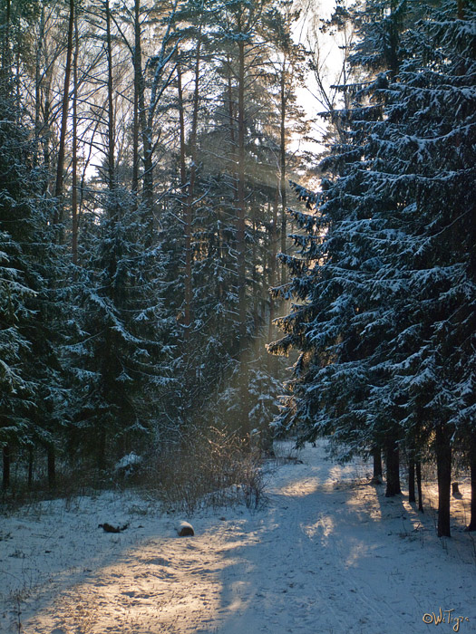 photo "The light in a dark realm" tags: landscape, forest, winter