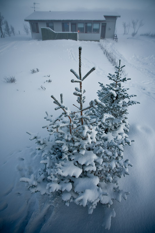 photo "Front yard" tags: landscape, winter