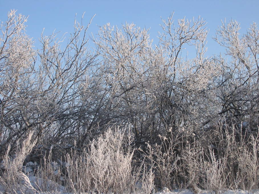 photo "***" tags: landscape, winter