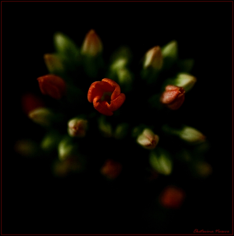 photo "New Year Salute" tags: nature, macro and close-up, flowers